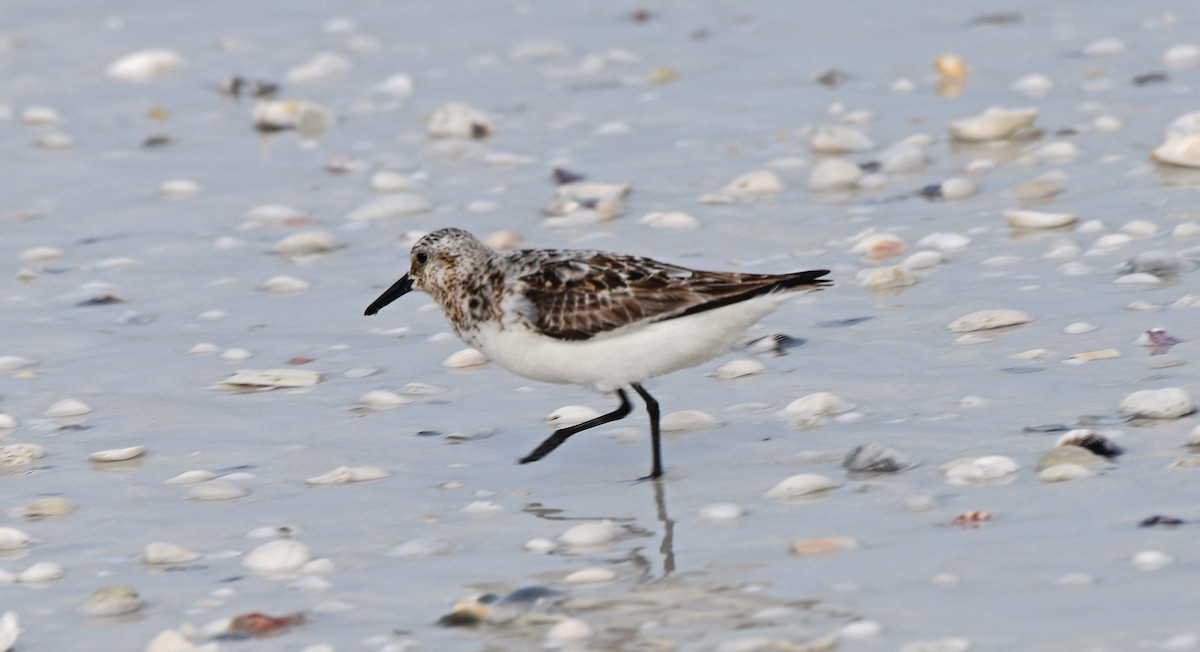 Bécasseau sanderling - ML622206658