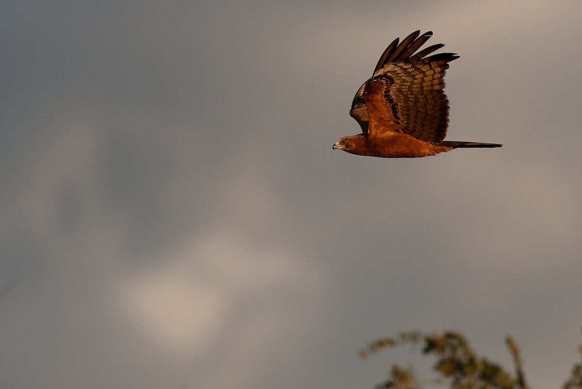 African Harrier-Hawk - ML622206720