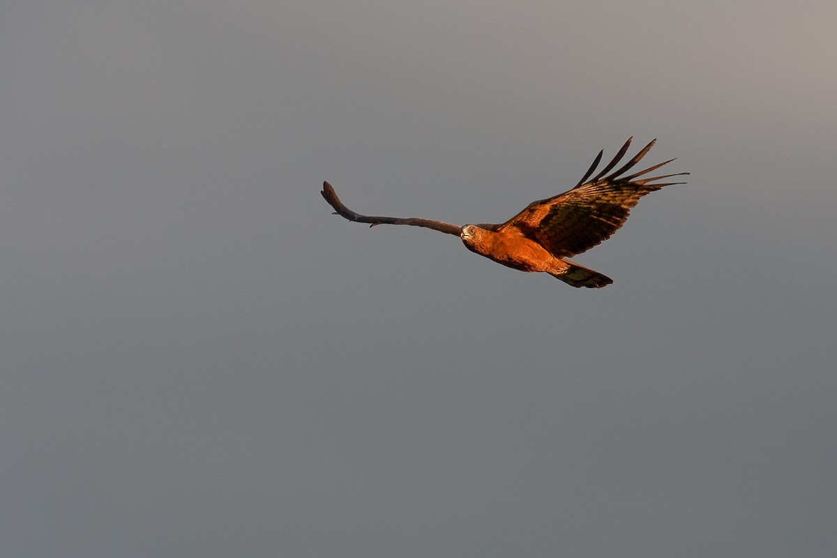 African Harrier-Hawk - ML622206721