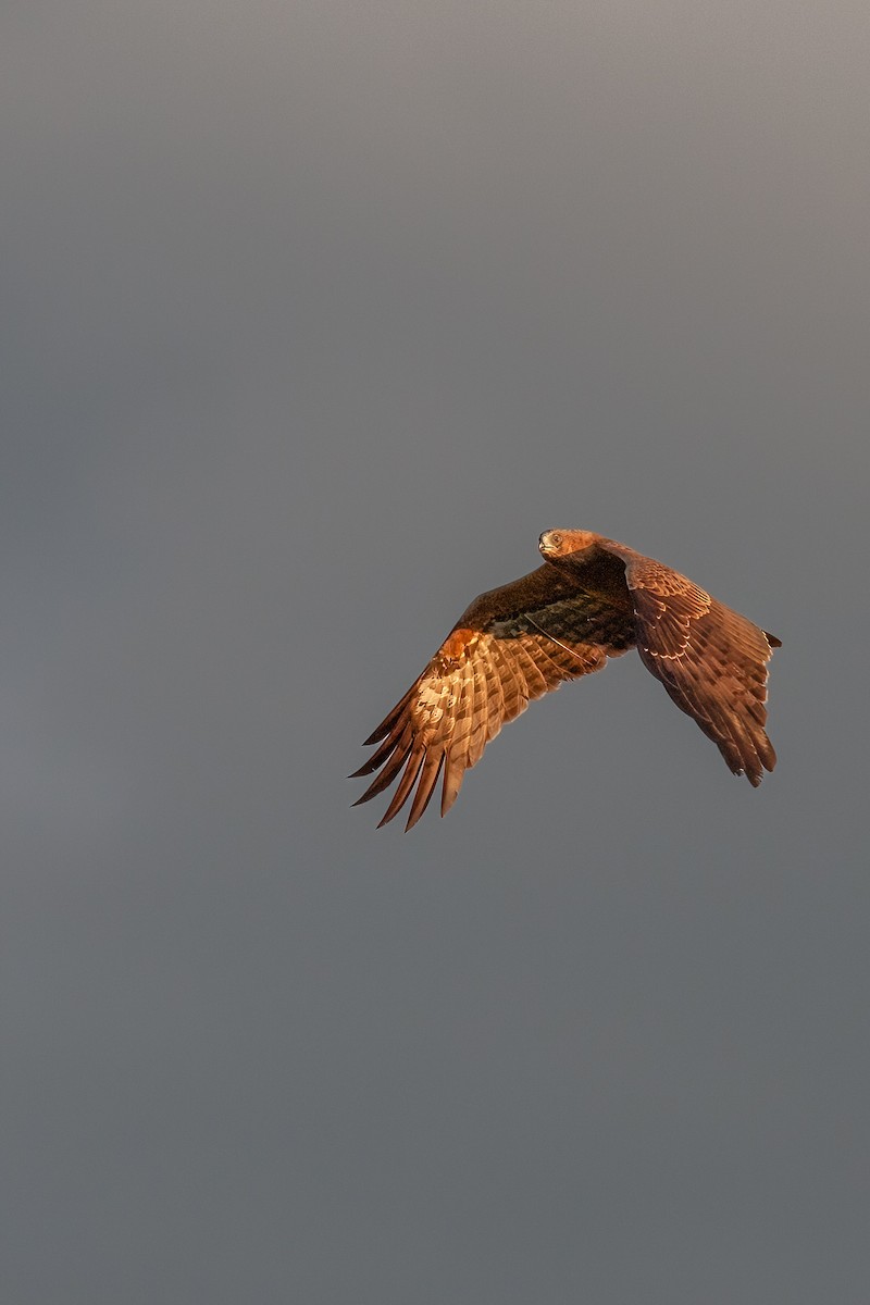 African Harrier-Hawk - ML622206722