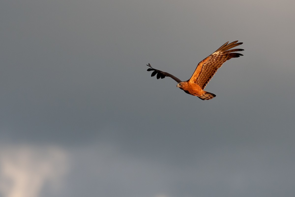 African Harrier-Hawk - ML622206723