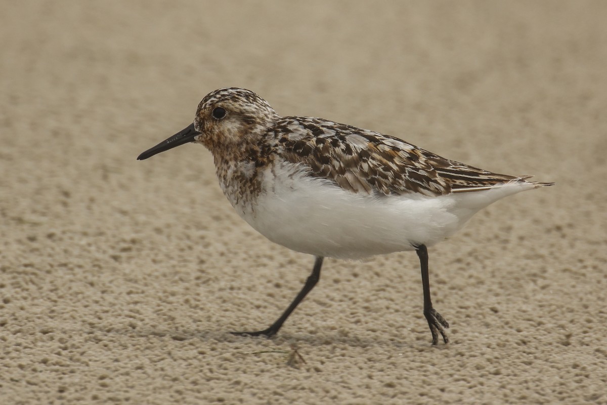 Bécasseau sanderling - ML622206782