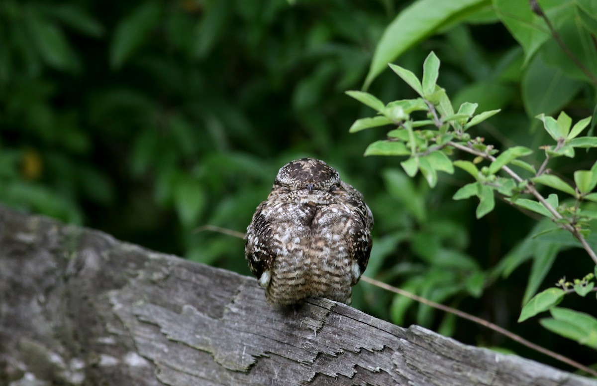 Lesser Nighthawk - Jay McGowan