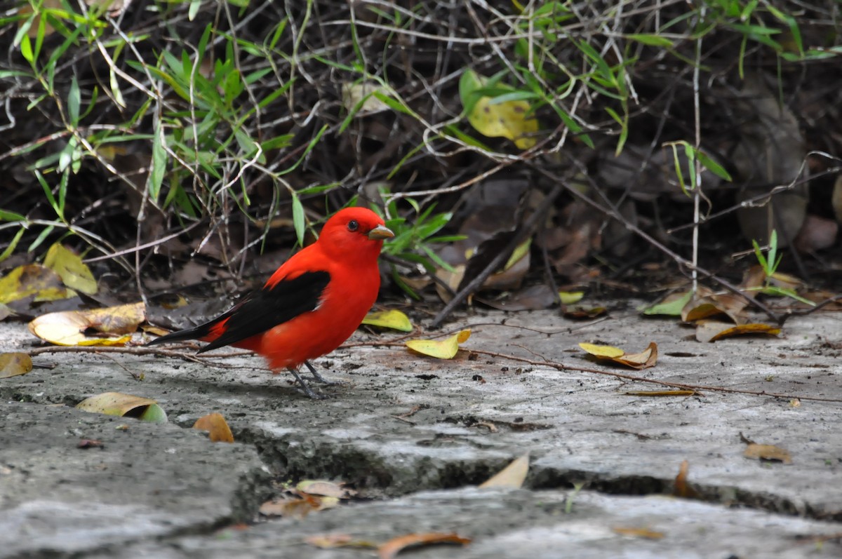 Piranga écarlate - ML622206982