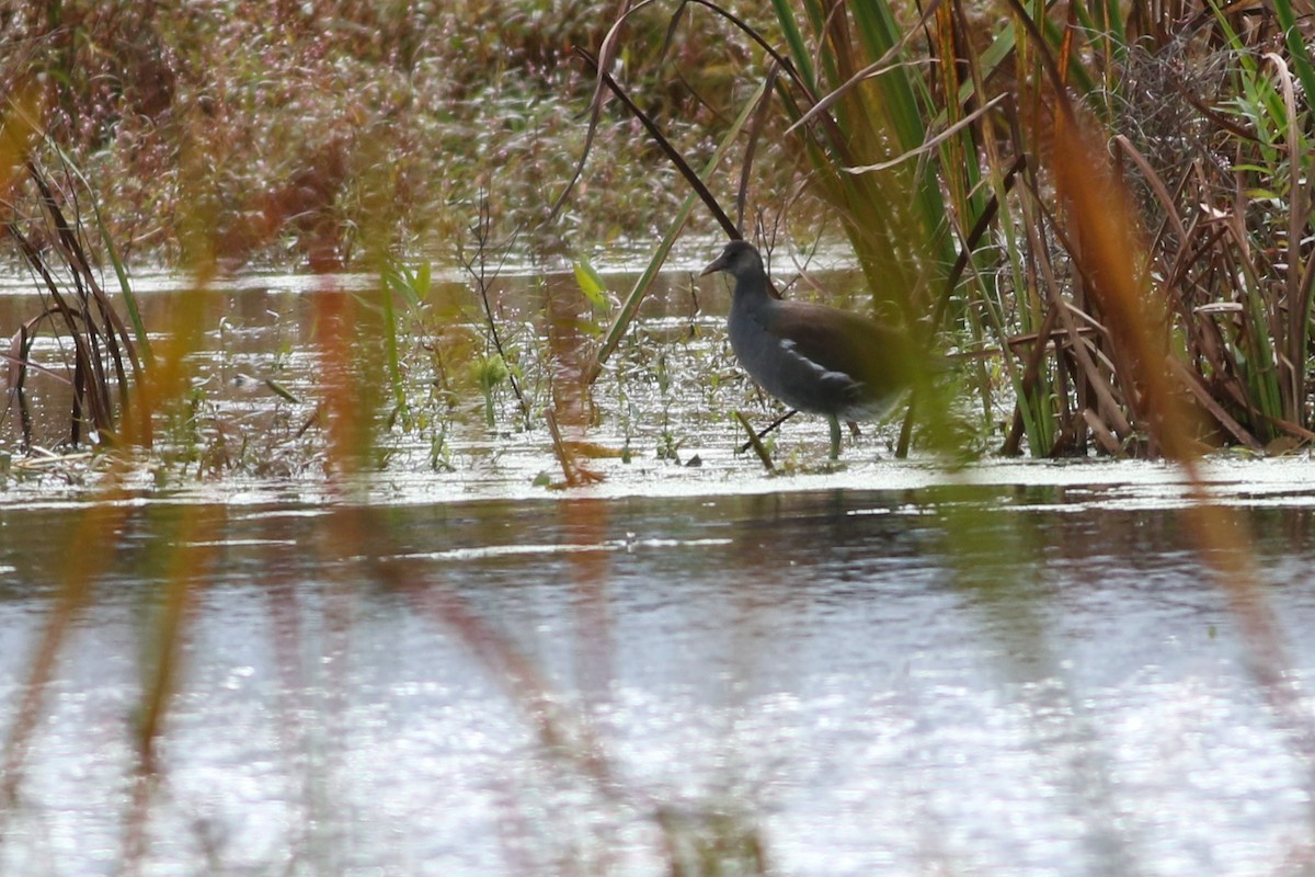 Common Gallinule - ML622207073