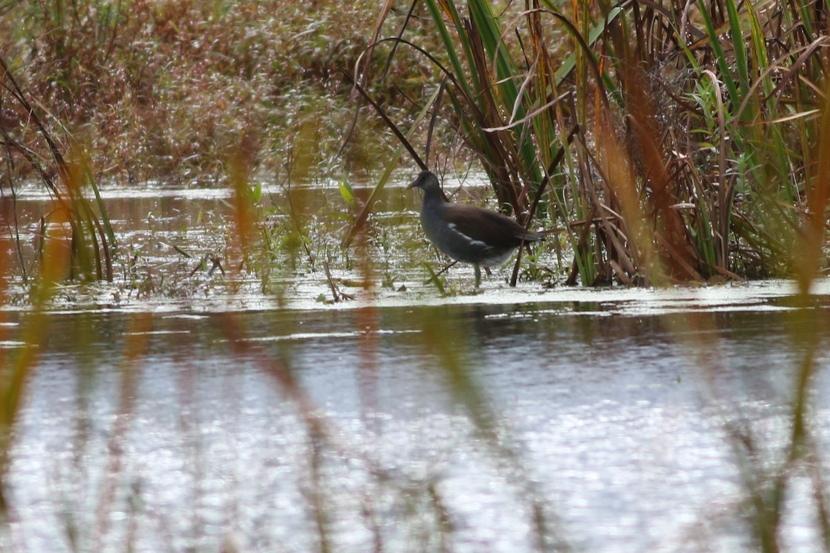 Common Gallinule - ML622207076