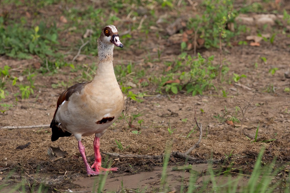 Egyptian Goose - ML622207077