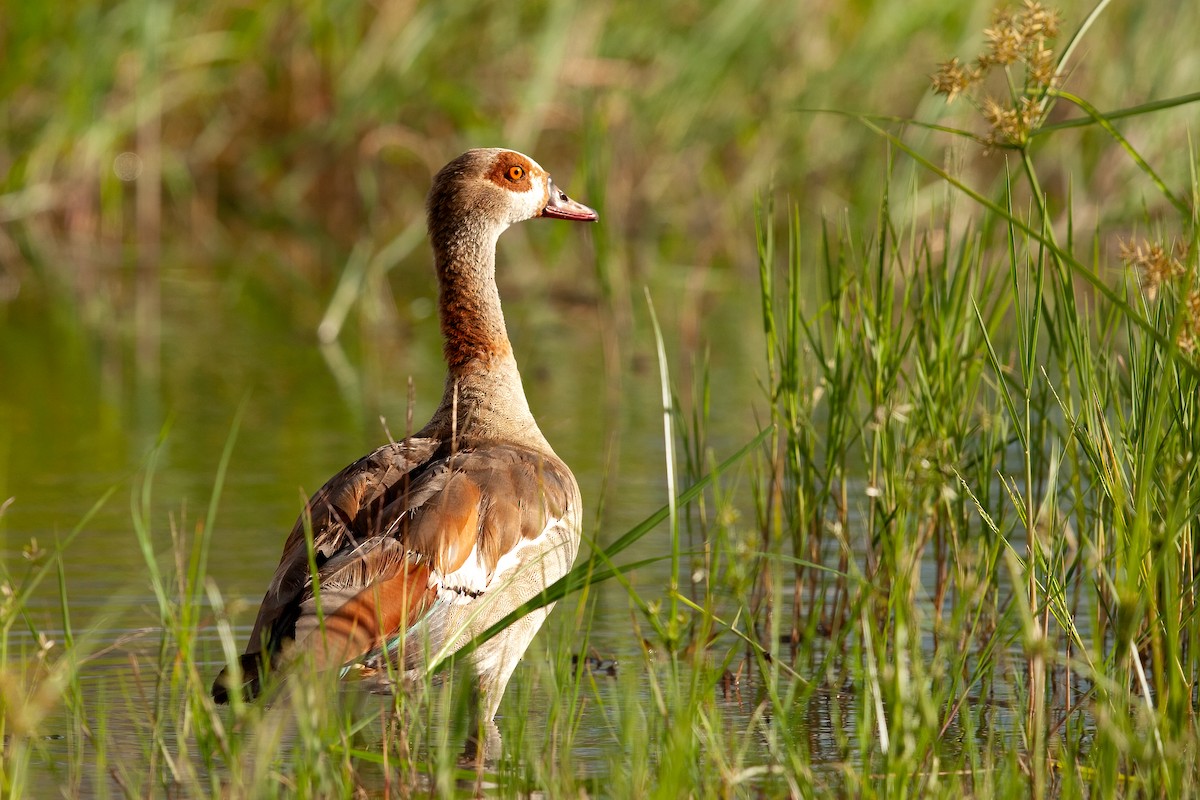 Egyptian Goose - Mike “Champ” Krzychylkiewicz