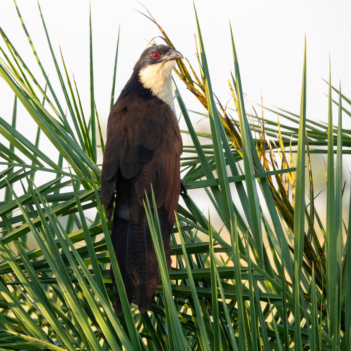 Coppery-tailed Coucal - ML622207174