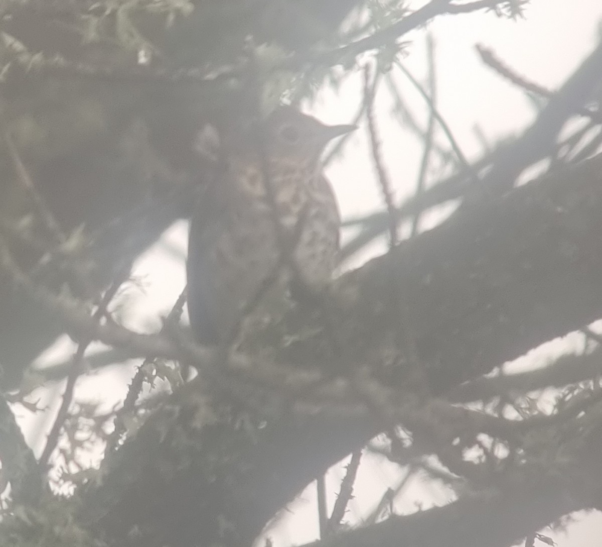 Swainson's Thrush - ML622207178