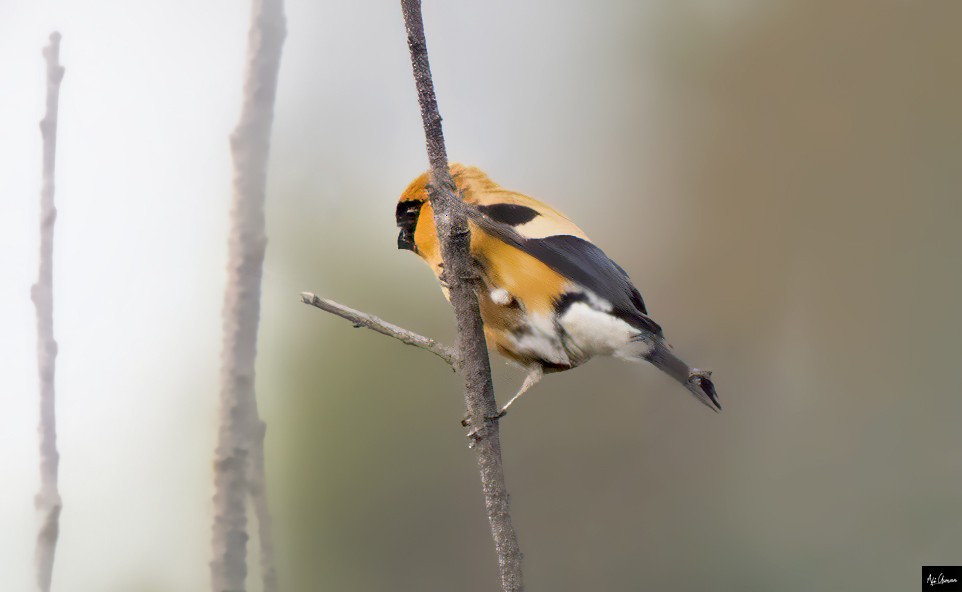 Orange Bullfinch - ML622207230