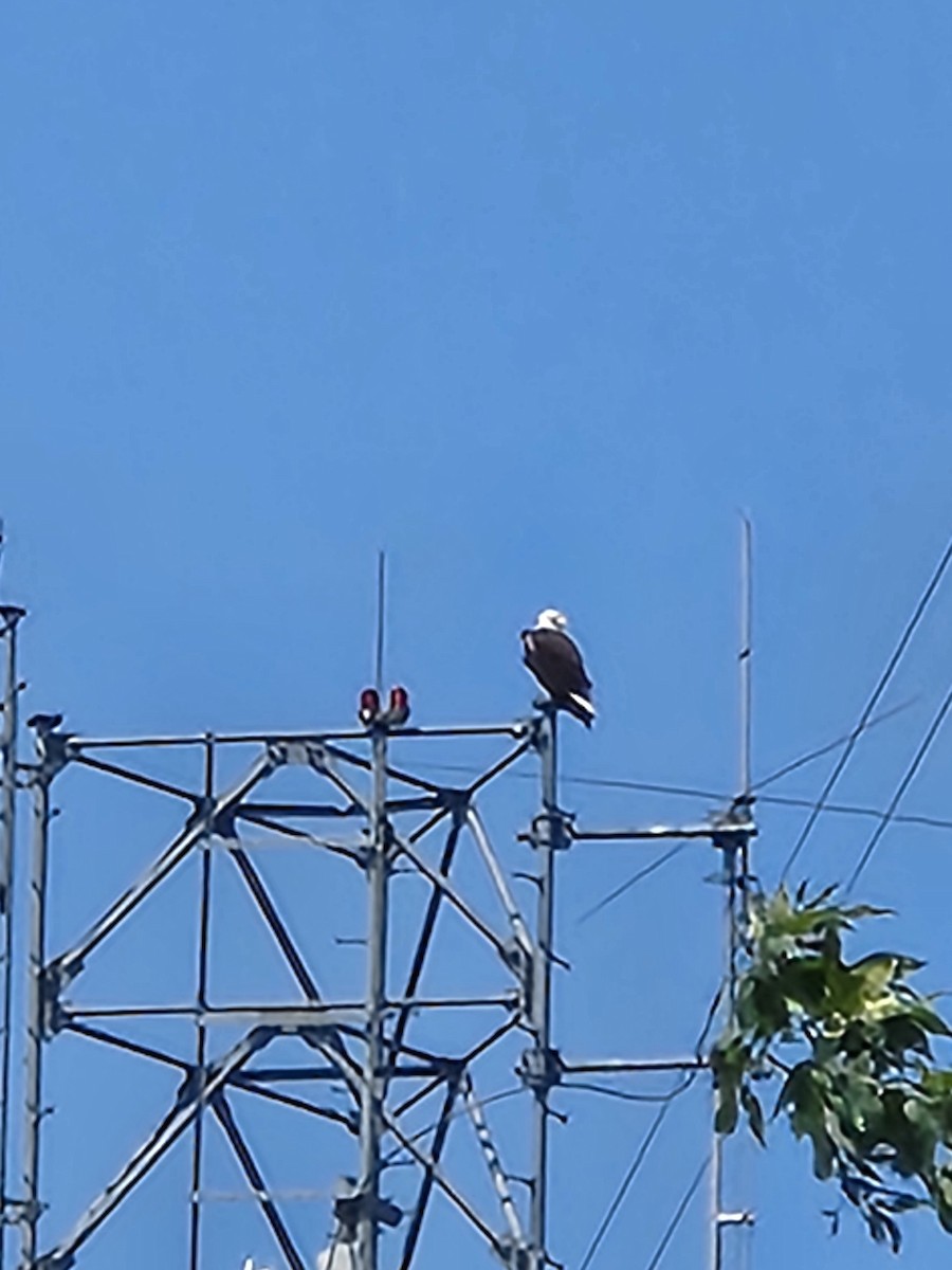 Bald Eagle - ML622207325