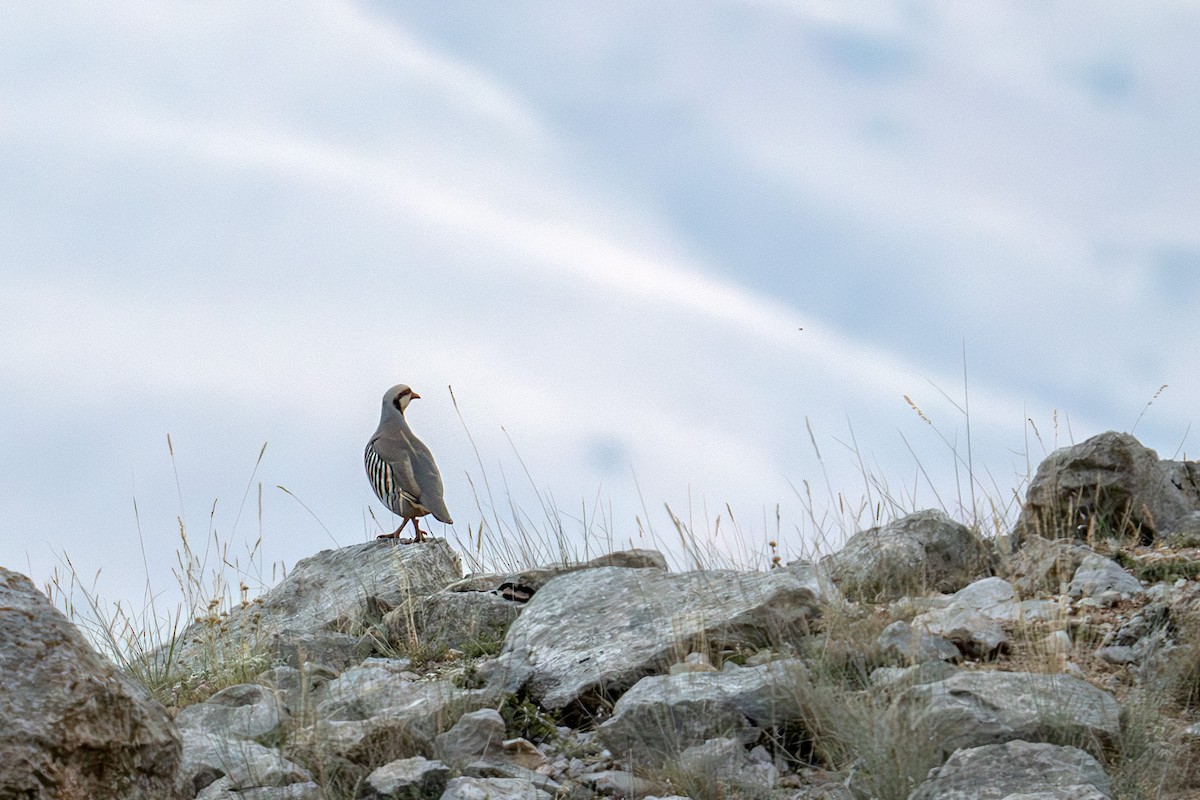 Chukar - ML622207326