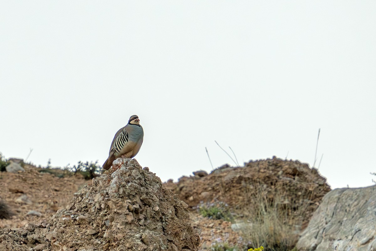 Chukar - ML622207327