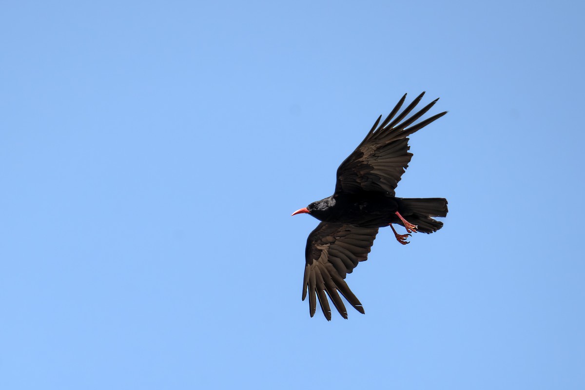 Red-billed Chough - ML622207345