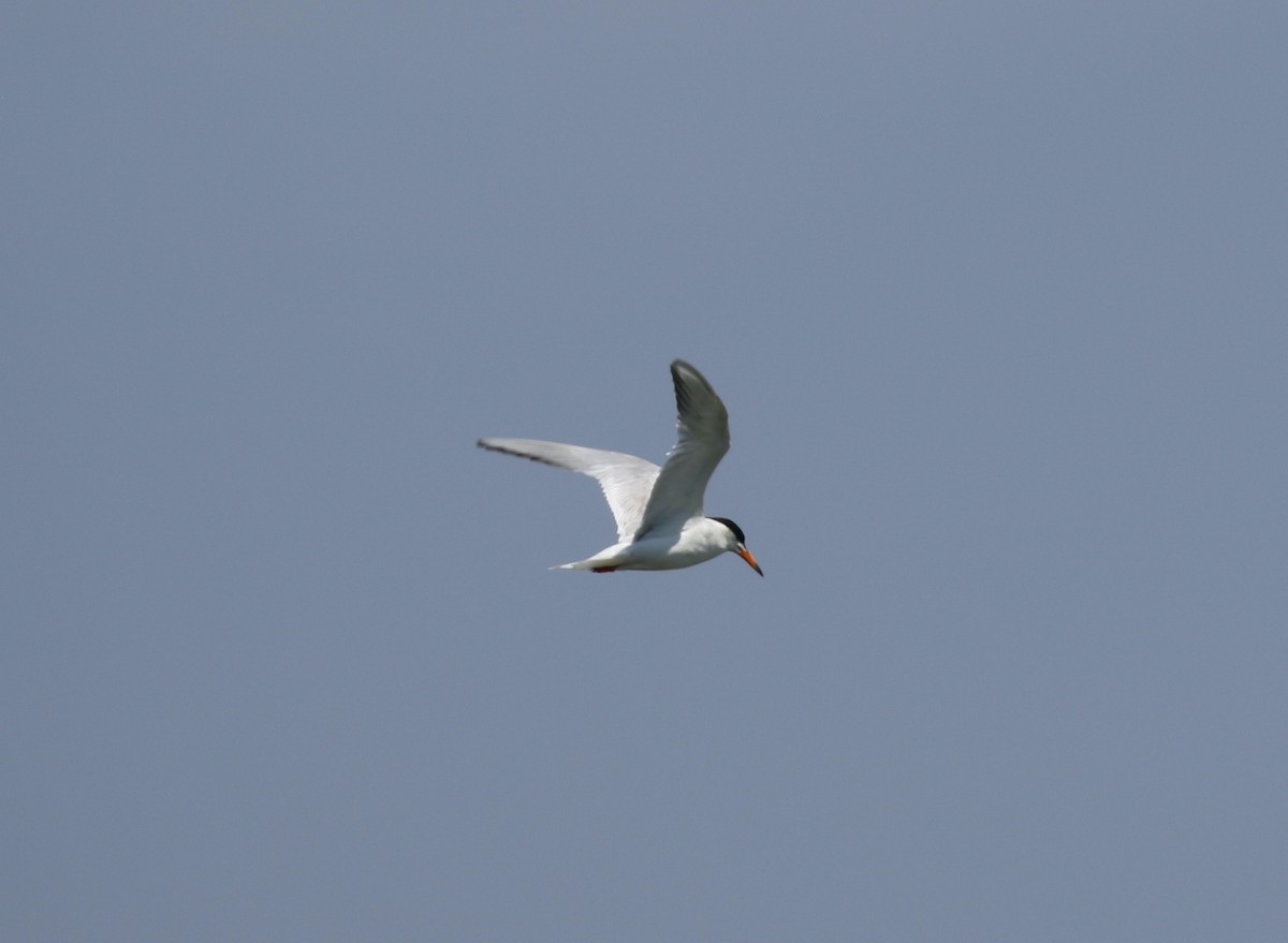 Эгэл хараалай - ML622207356