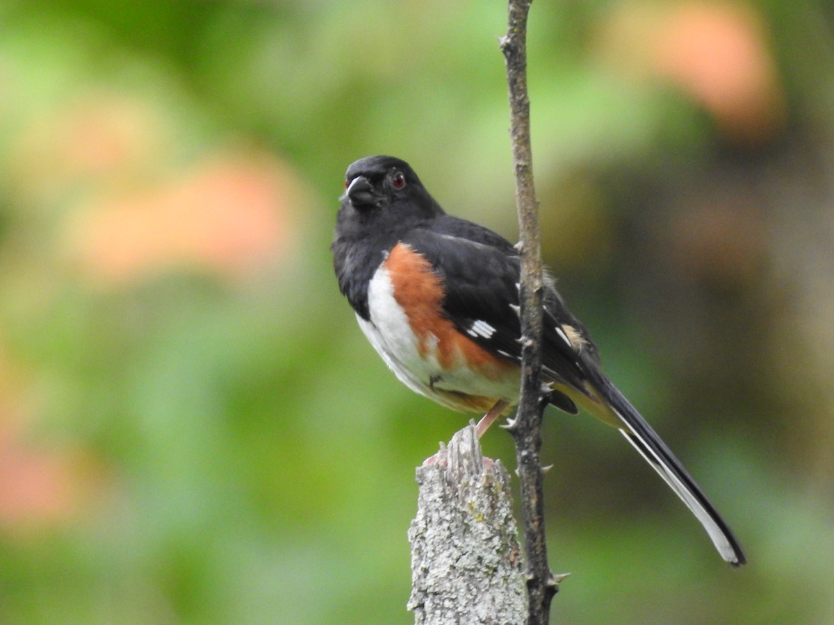 Eastern Towhee - ML622207360