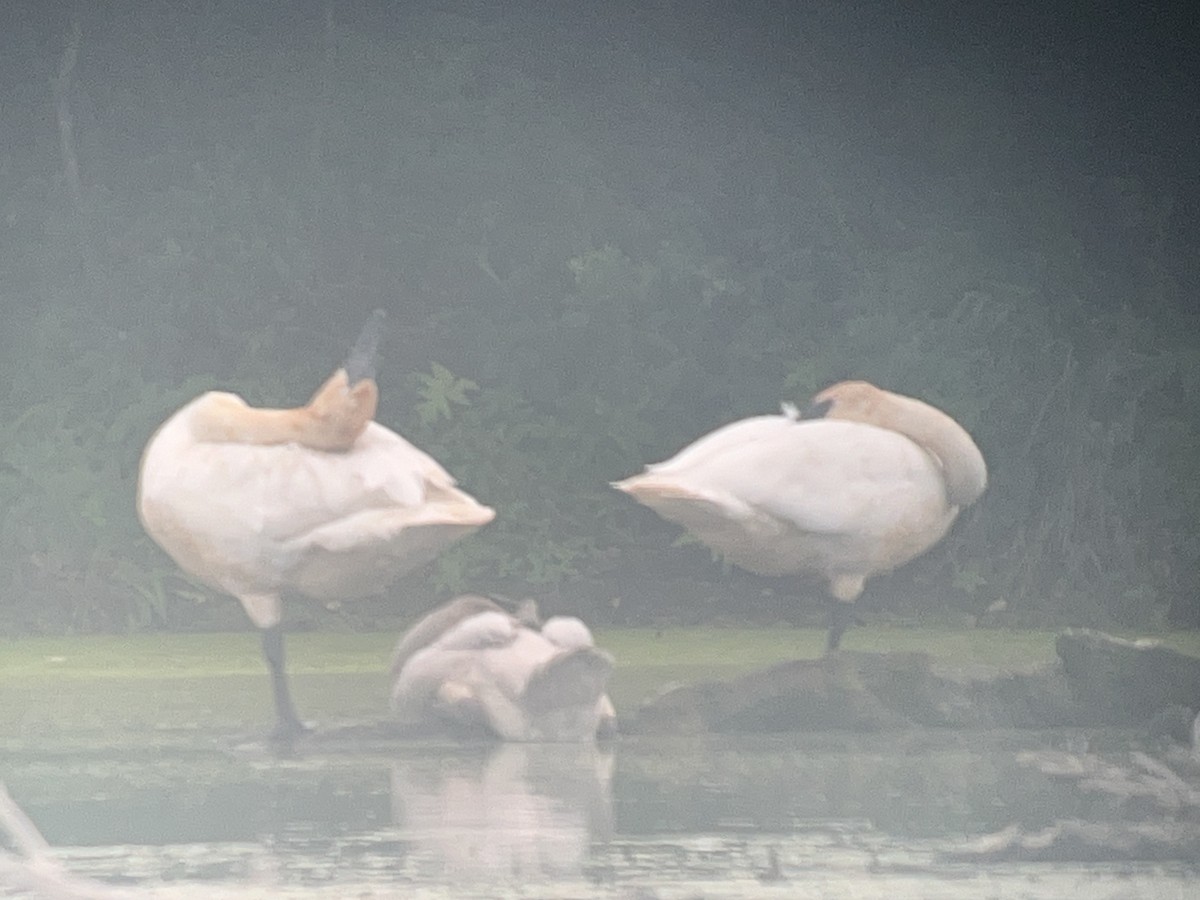 Trumpeter Swan - ML622207390