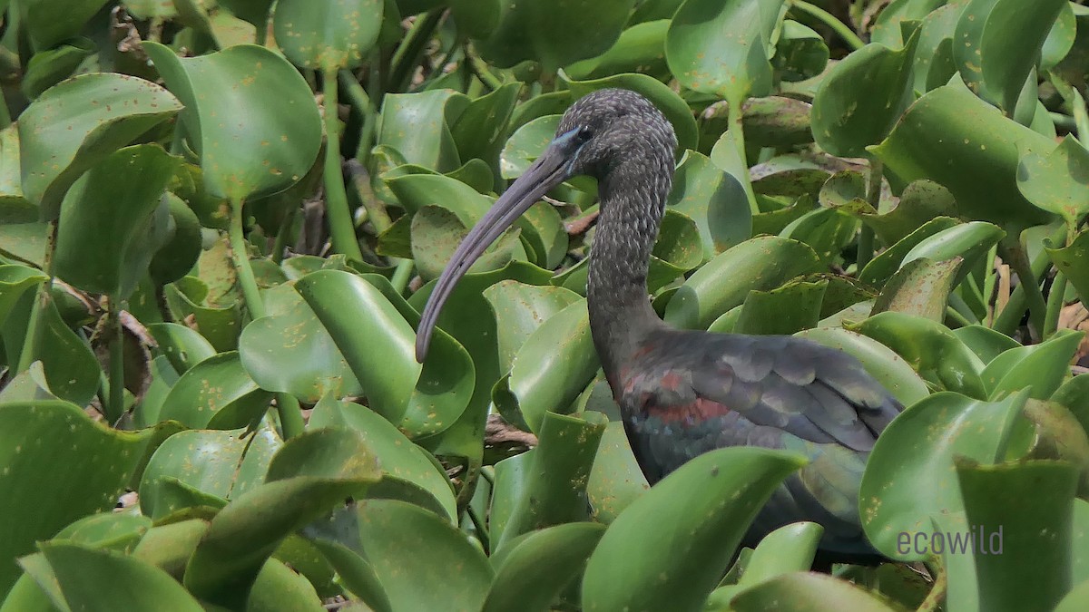 Glossy Ibis - ML622207392