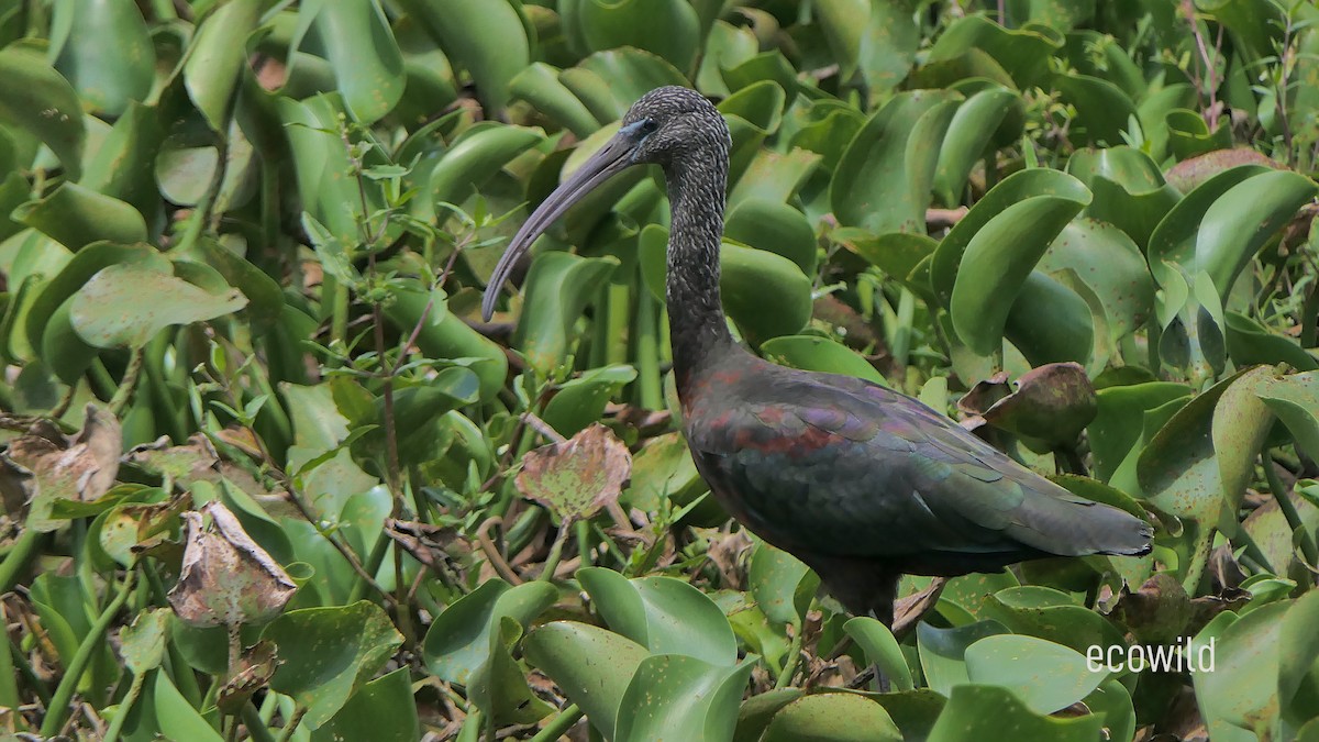 Glossy Ibis - ML622207393