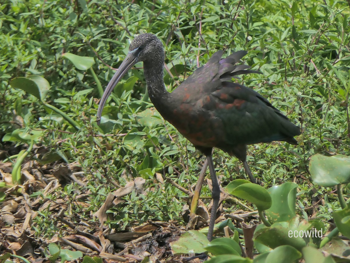 Glossy Ibis - ML622207394