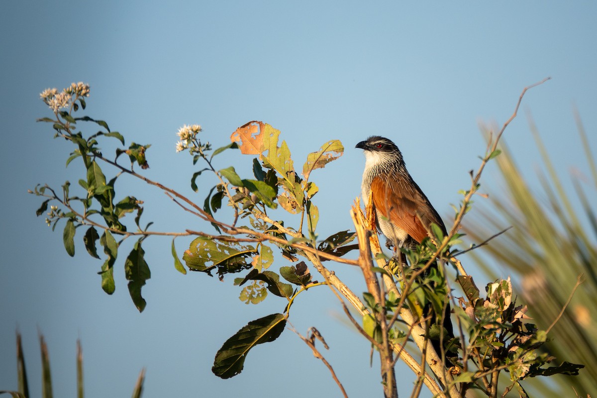 White-browed Coucal - ML622207516