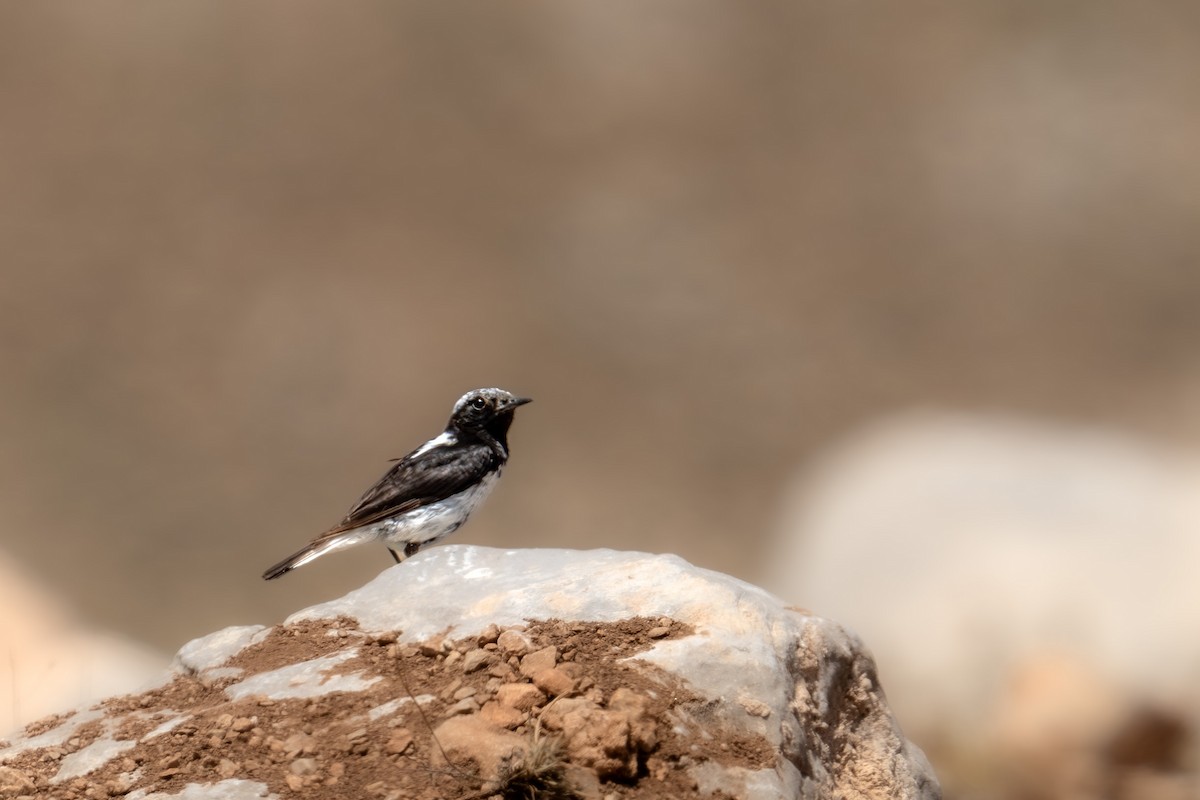 Finsch's Wheatear - ML622207532