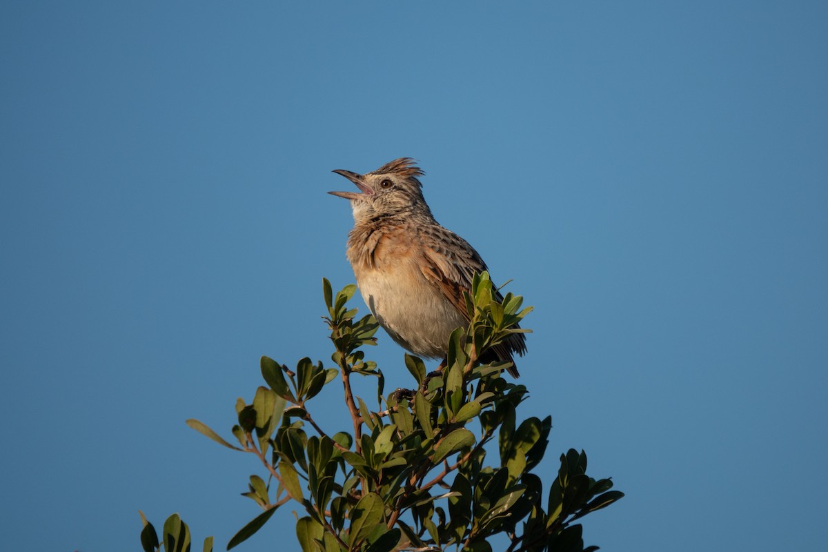 Rufous-naped Lark - ML622207545