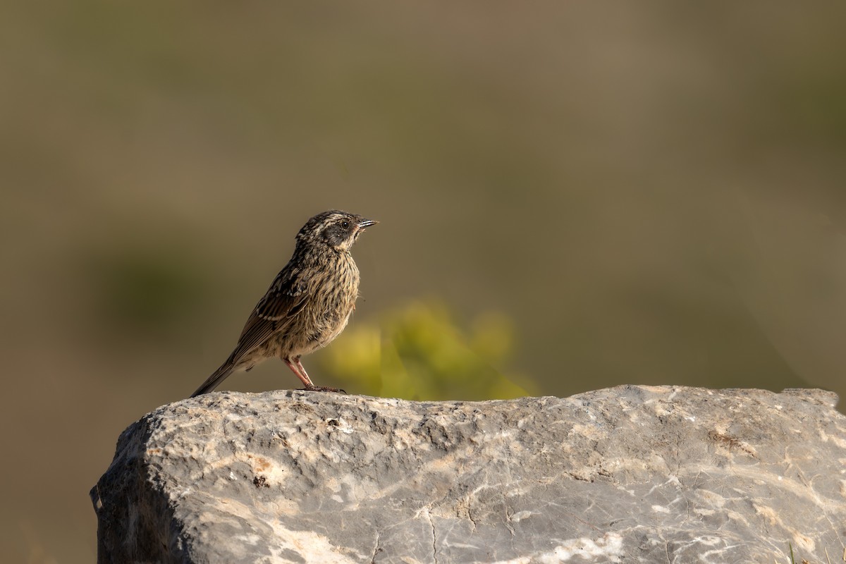 Radde's Accentor - ML622207624