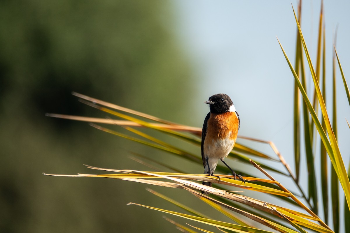 African Stonechat - ML622207726