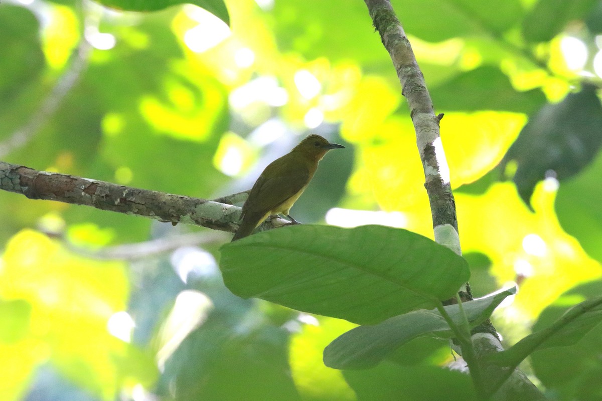 Yellowish Bulbul - ML622207767