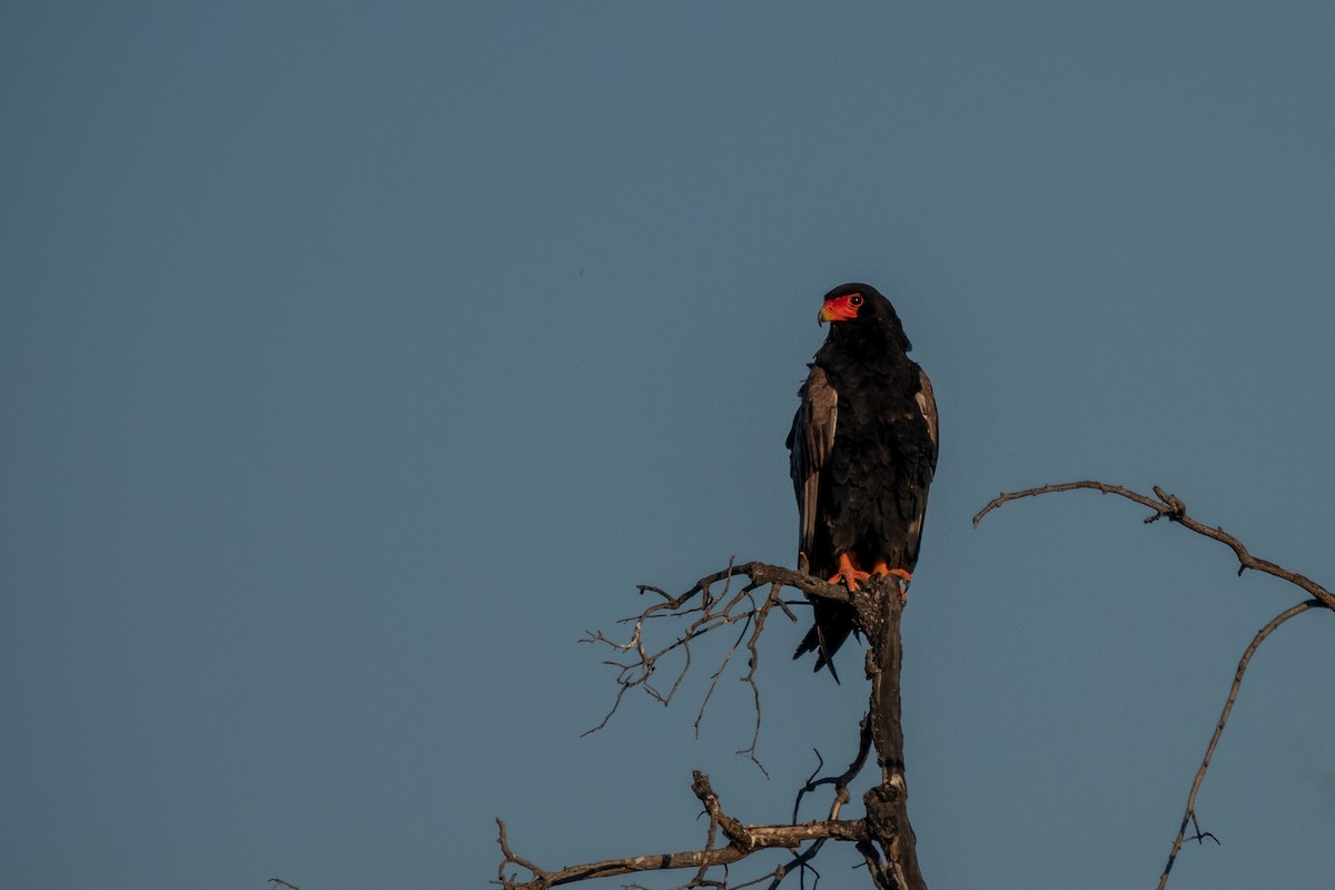 Bateleur - ML622207780