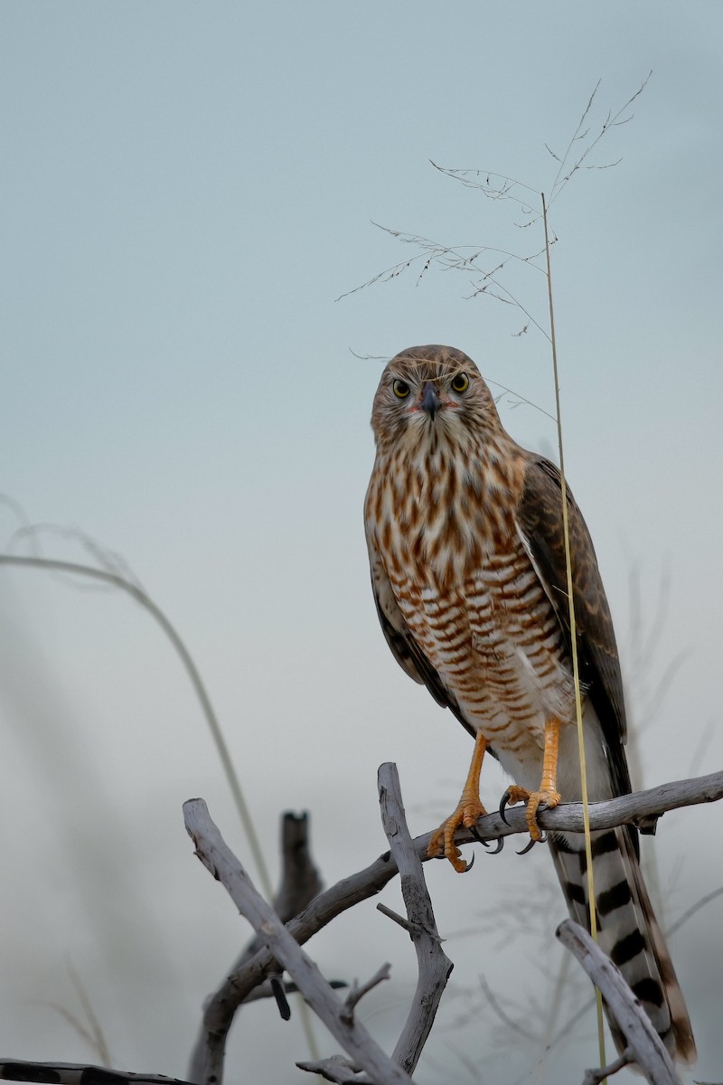 Gabar Goshawk - ML622207786