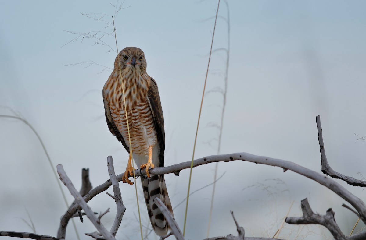 Gabar Goshawk - ML622207787