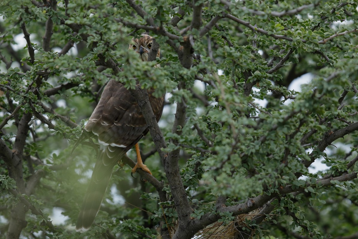 Gabar Goshawk - ML622207788