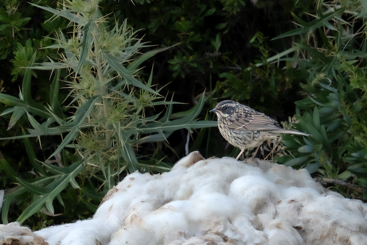 Radde's Accentor - ML622207805