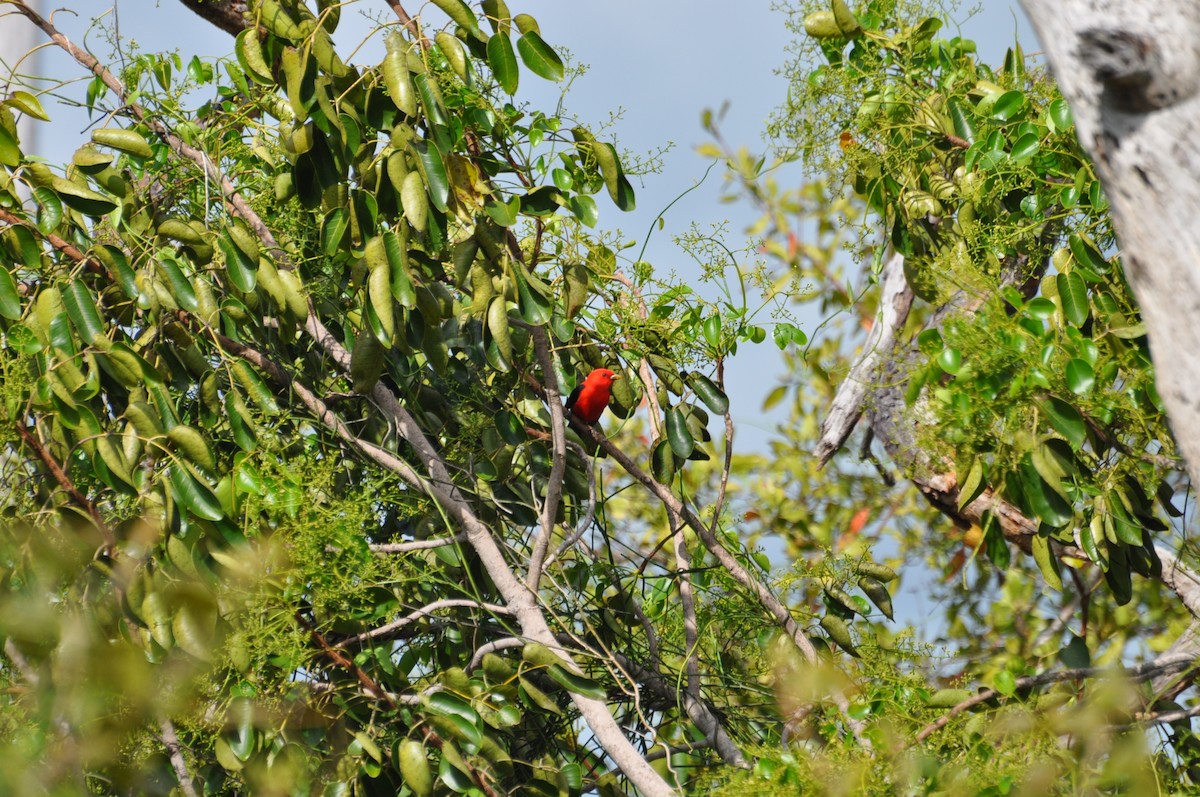 Piranga écarlate - ML622207849