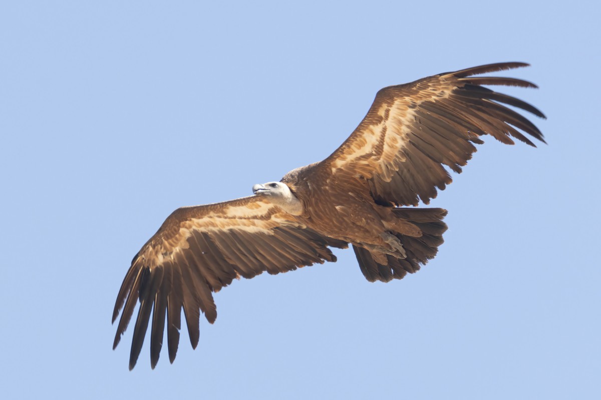 Eurasian Griffon - ML622207912