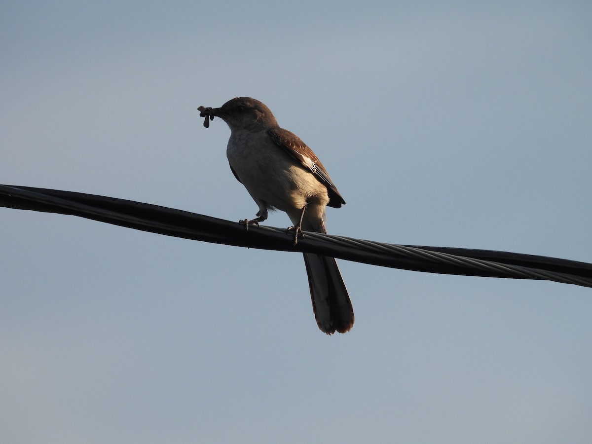 Northern Mockingbird - John  Paalvast