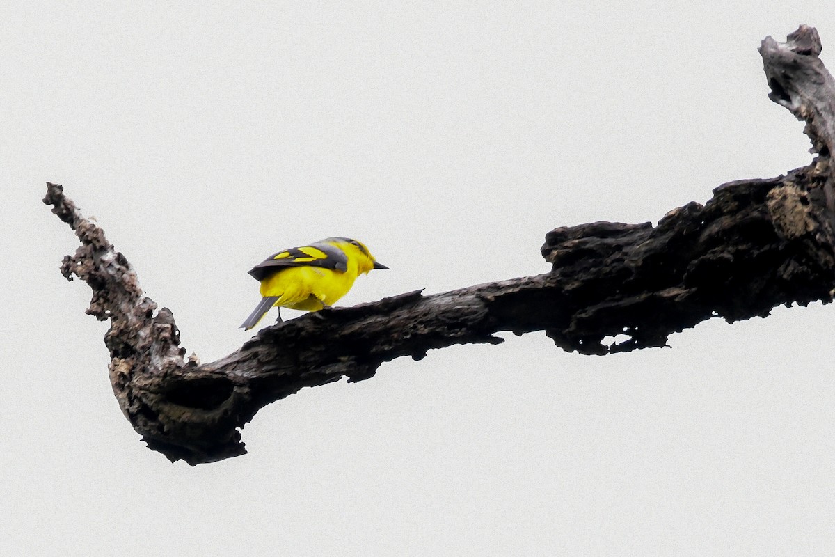 Orange Minivet - Aparna S