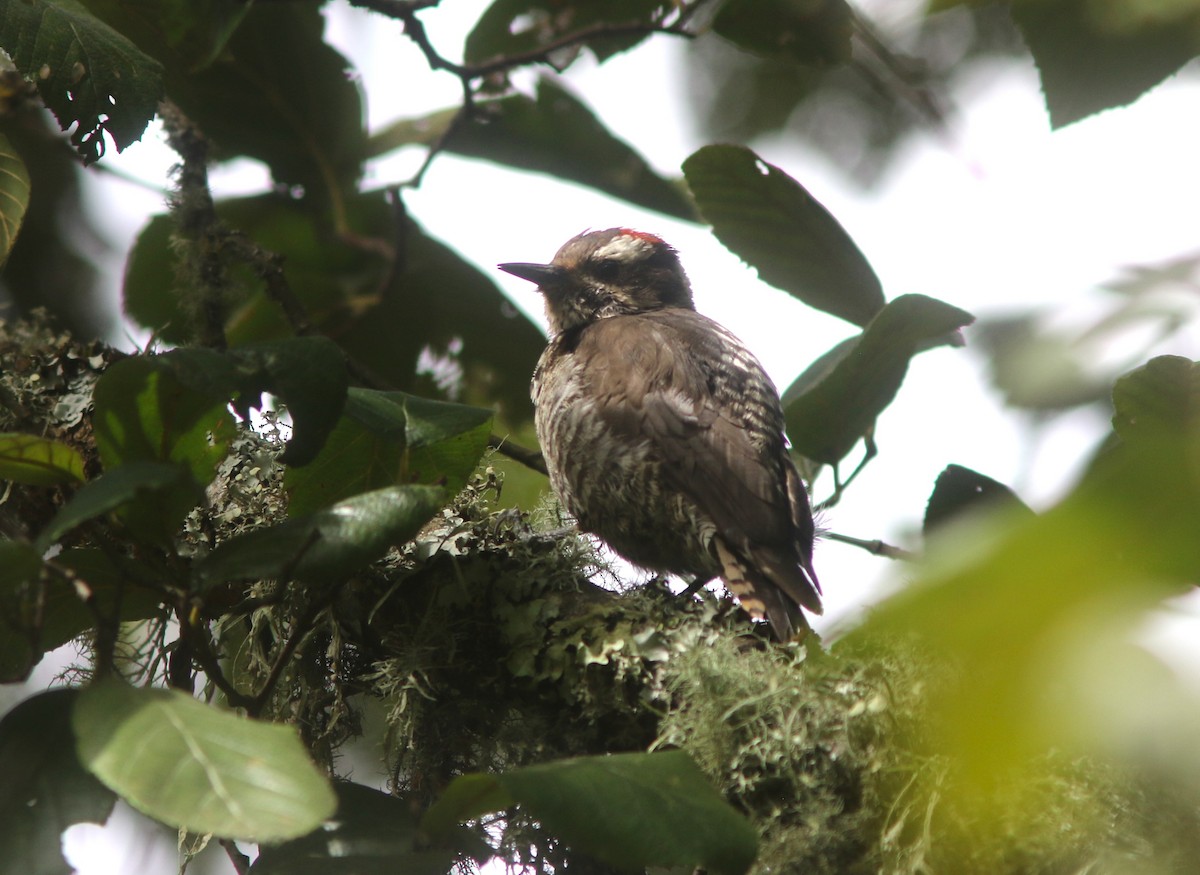 Strickland's Woodpecker - ML622208108