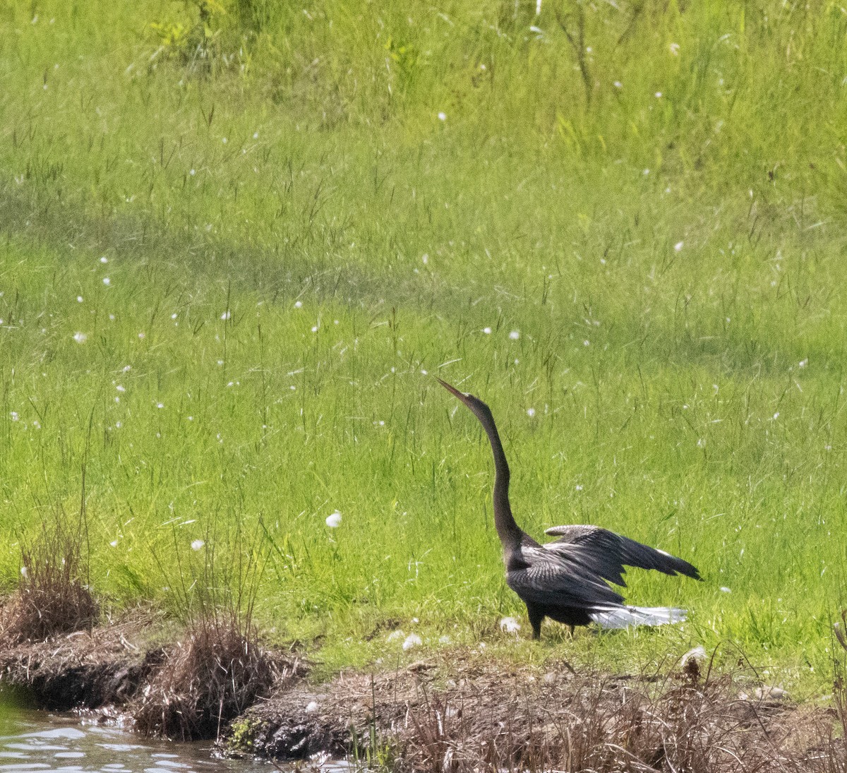 anhinga americká - ML622208125