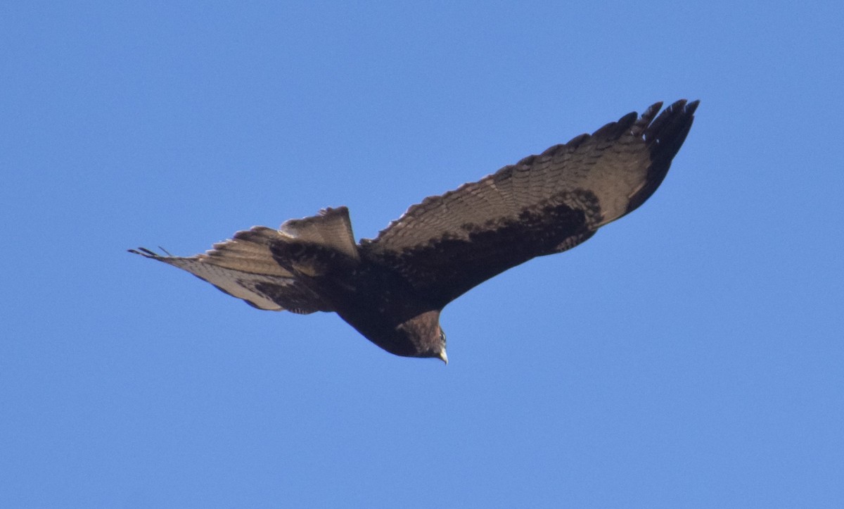Variable Hawk (Red-backed) - ML622208129