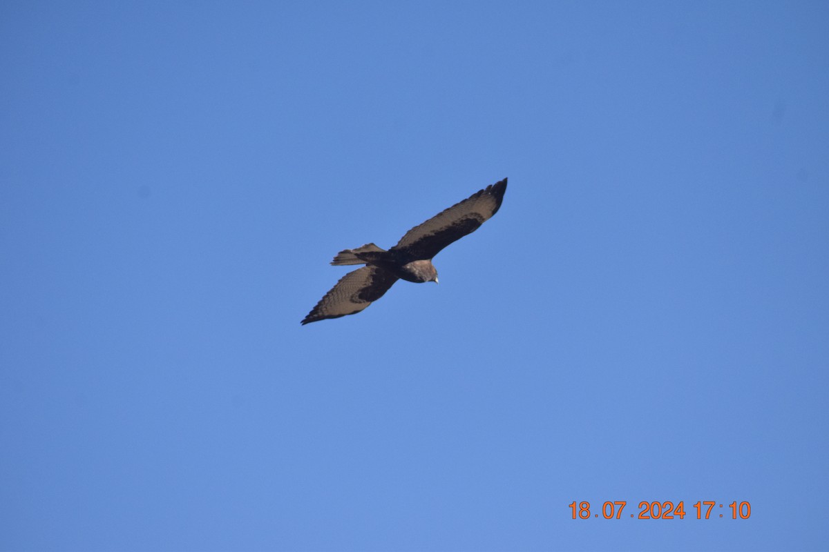 Variable Hawk (Red-backed) - ML622208130