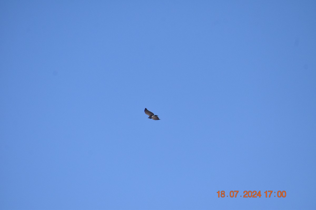 Variable Hawk (Red-backed) - ML622208132