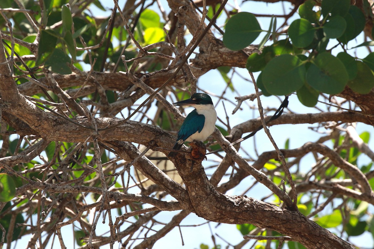 Collared Kingfisher - ML622208160