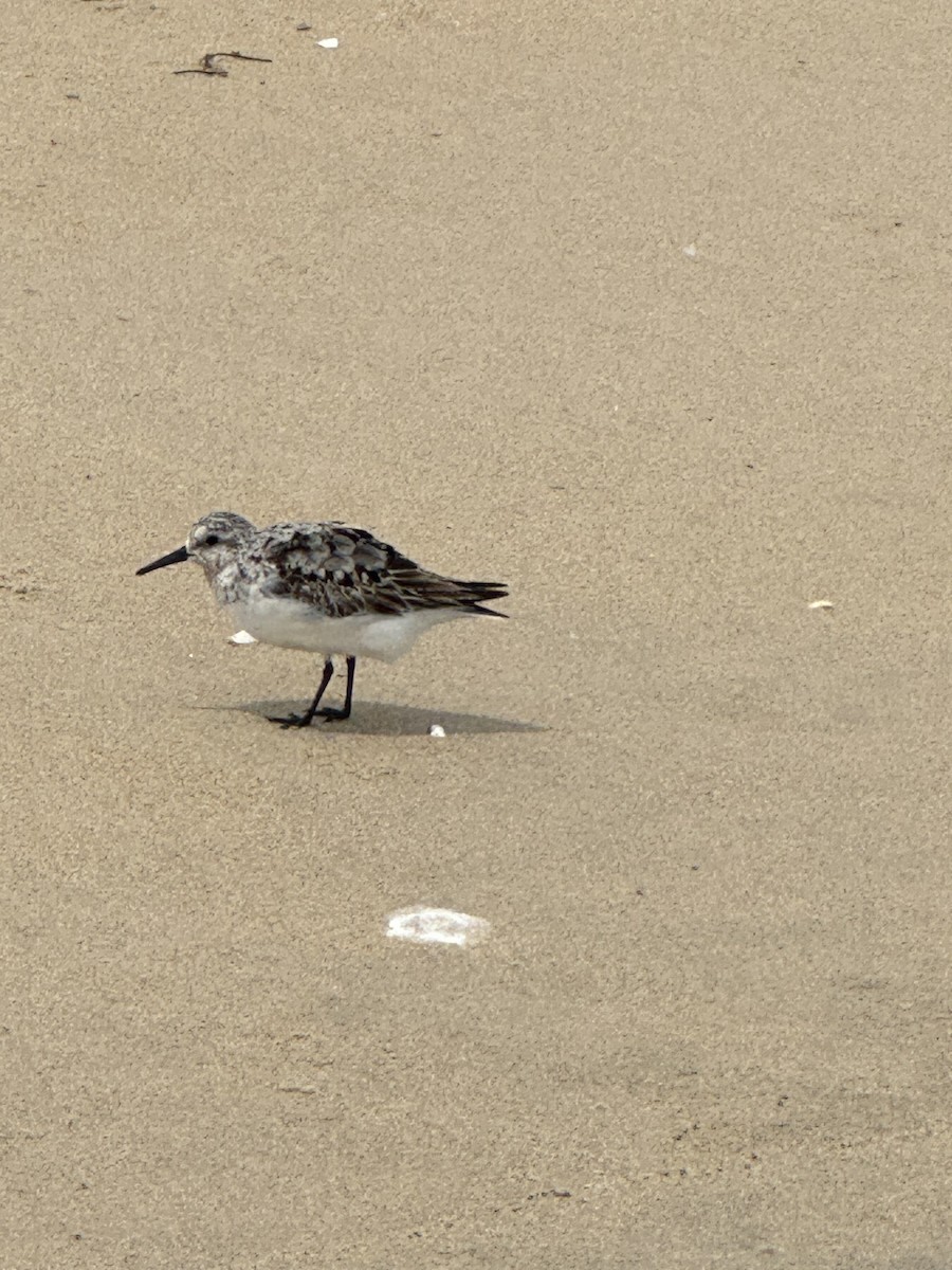 Bécasseau sanderling - ML622208295