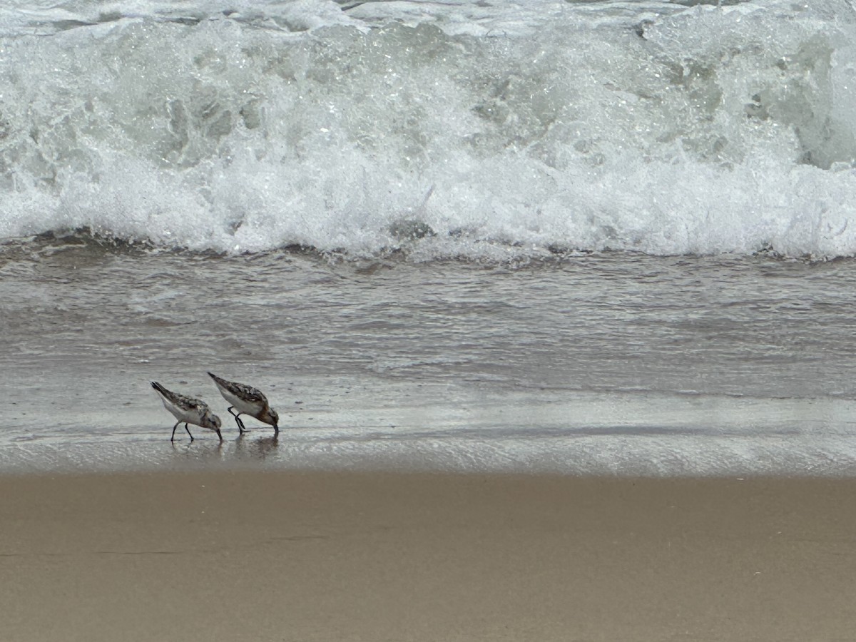 Bécasseau sanderling - ML622208296