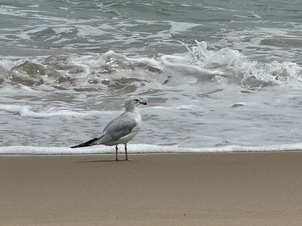 Ring-billed Gull - ML622208304