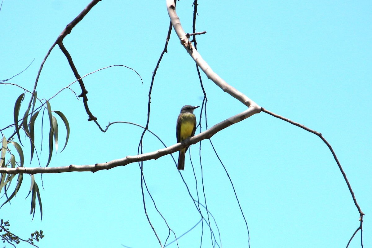 Tropical Kingbird - ML622208310